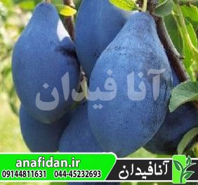 نهال آلو رویال بلک