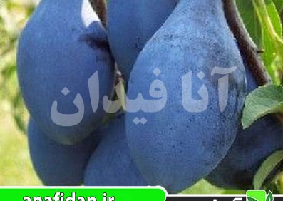 نهال آلو رویال بلک