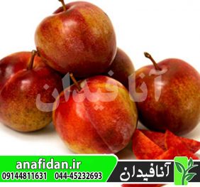 نهال آلو ساتسوما