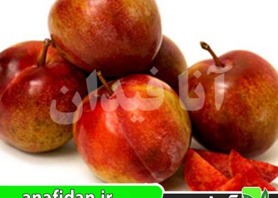 نهال آلو ساتسوما