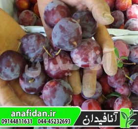 نهال آلو سانتاروسا