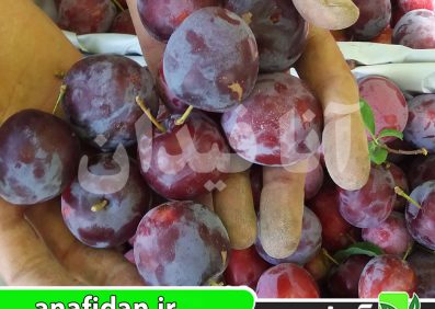 نهال آلو سانتاروسا
