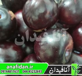 نهال آلو سانتریزه