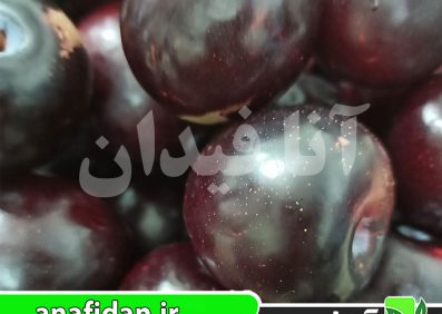 نهال آلو سانتریزه