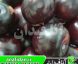نهال آلو سانتریزه