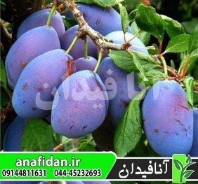 نهال آلو سزار