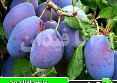 نهال آلو سزار