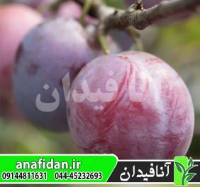 نهال آلو سیمکا