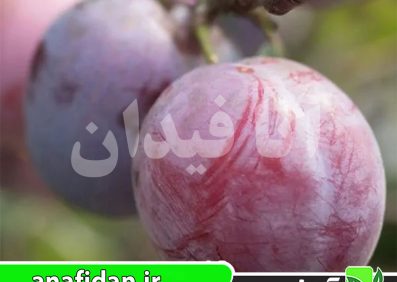 نهال آلو سیمکا
