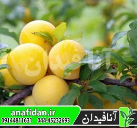 نهال آلو شایرو