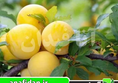 نهال آلو شایرو