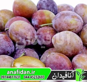 نهال آلو شوگر
