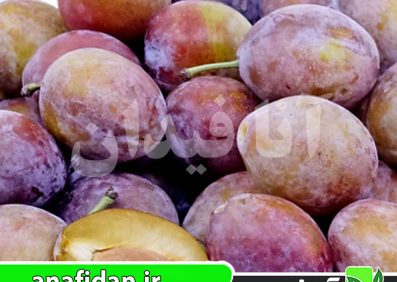 نهال آلو شوگر