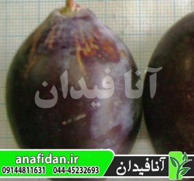 نهال آلو غلامان