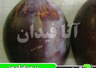 نهال آلو غلامان