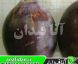 نهال آلو غلامان
