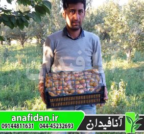 نهال آلو غول پاییز