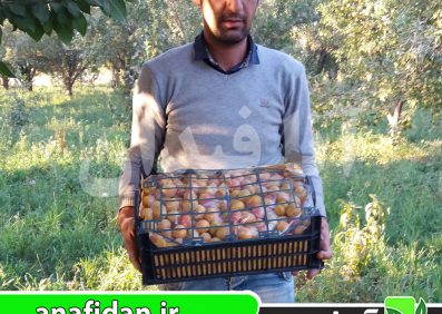 نهال آلو غول پاییز