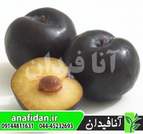 نهال آلو فریار