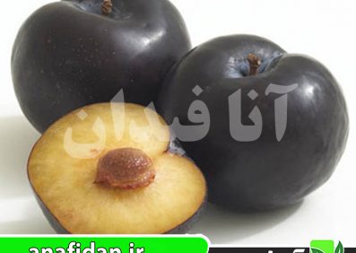 نهال آلو فریار