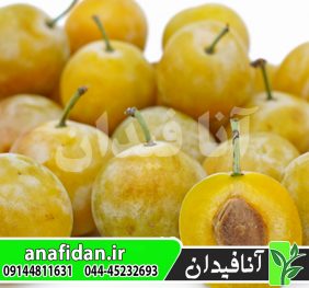 نهال آلو قطره طلا