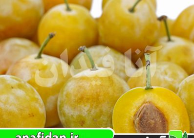 نهال آلو قطره طلا