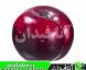 نهال آلو لاتیتا
