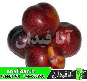 نهال آلو لری آن