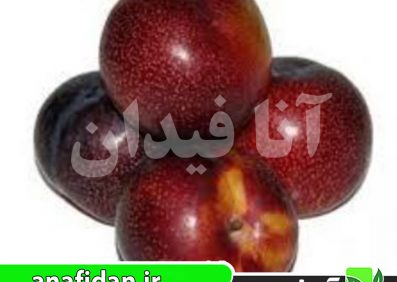 نهال آلو لری آن