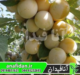 نهال آلو میرابل