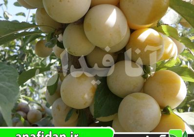 نهال آلو میرابل