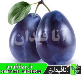 نهال آلو پرزیدنت