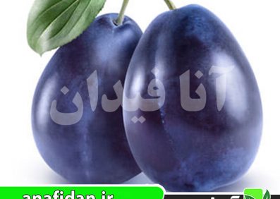 نهال آلو پرزیدنت