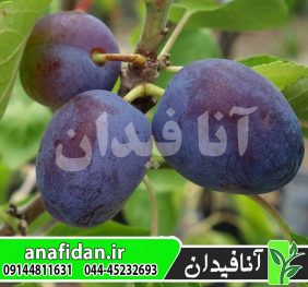 نهال آلو پروفیلی زودرس