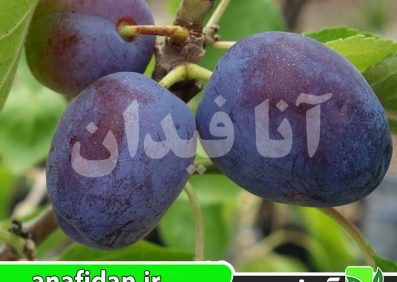 نهال آلو پروفیلی زودرس