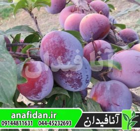 نهال آلو پفکی