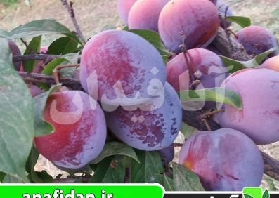 نهال آلو پفکی