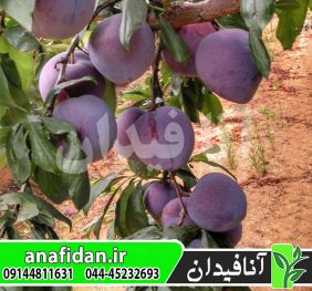 نهال آلو کالیفرنیا