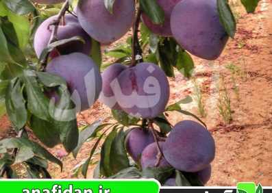 نهال آلو کالیفرنیا