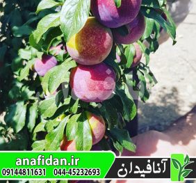 نهال آلو کویین رز