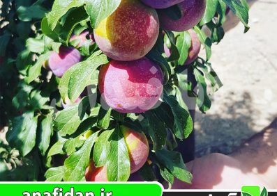 نهال آلو کویین رز