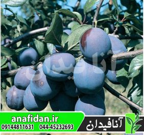 نهال آلو گروسا دی فلیسیو