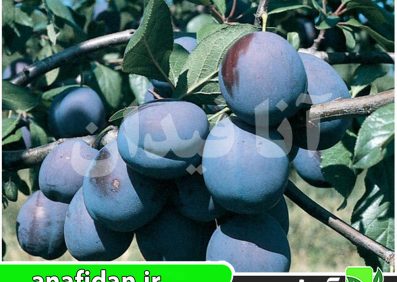 نهال آلو گروسا دی فلیسیو