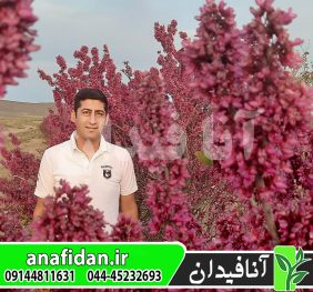 نهال ارغوان