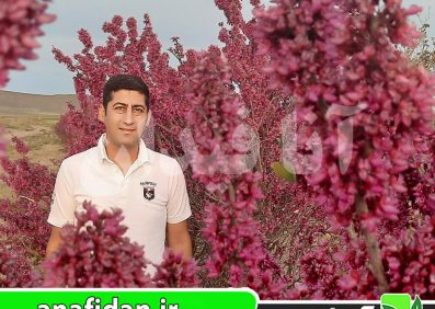 نهال ارغوان