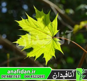 نهال افرا