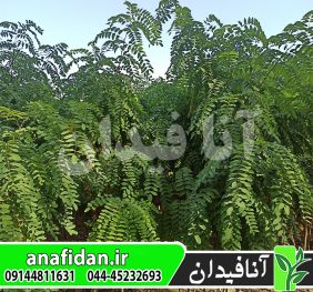 نهال اقاقیا