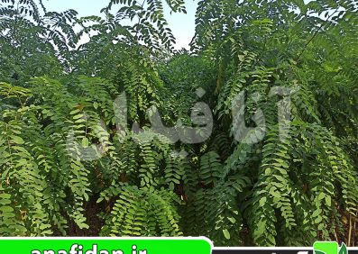 نهال اقاقیا
