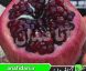 نهال انار رباب