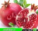 نهال انار ژله ای
